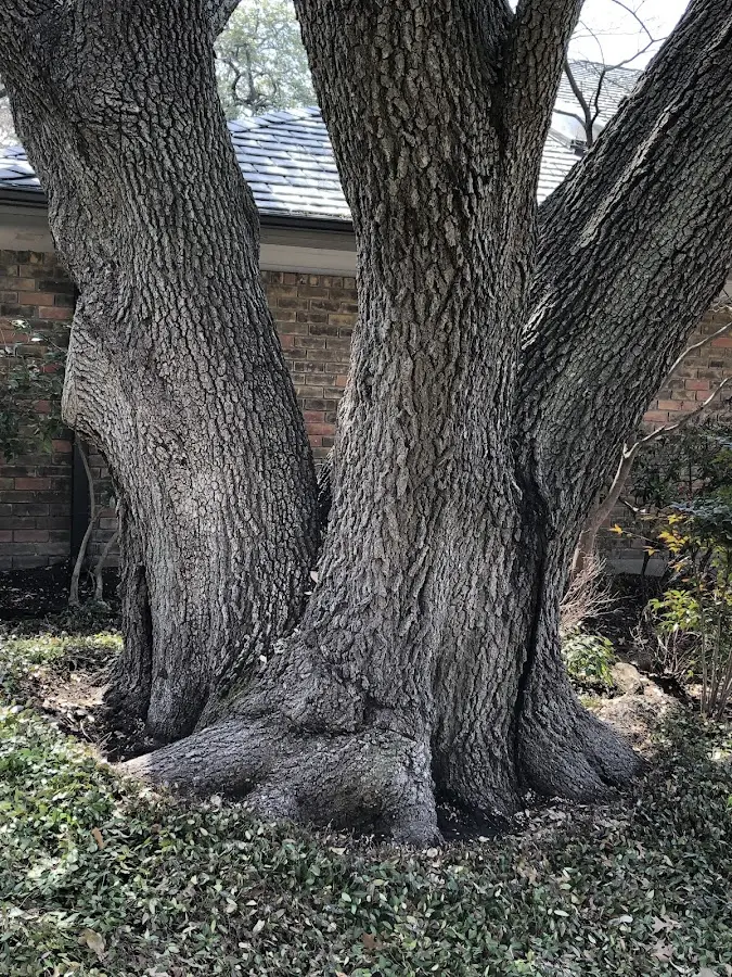 Mature heritage tree close to a Olney property cared for by certified arborists